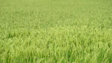 Çeltik pirinç alan ile rüzgarlı