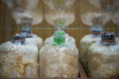 mantar şişe büyüyen