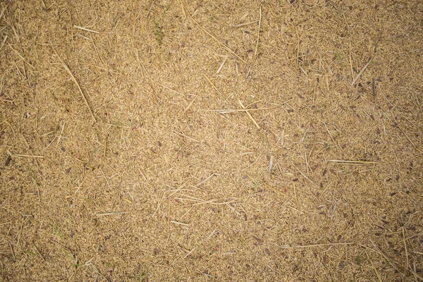 Ryż niełuskany tło — Zdjęcie stockowe