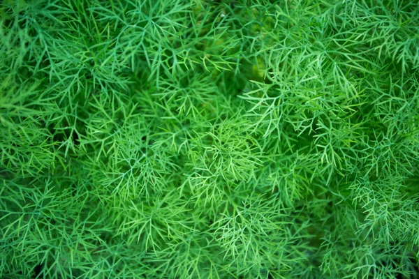 Dill No jardim — Fotografia de Stock