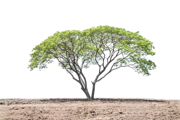 Boom op een witte achtergrond — Stockfoto