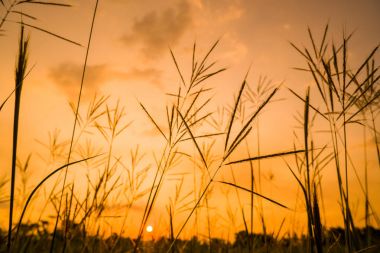 gün batımında doğal otlar
