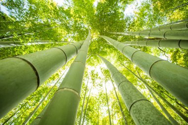 Bambu Ormanı'nın düşük açılı görünüş