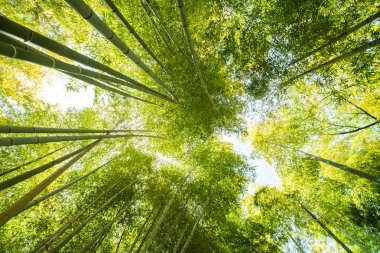 Bambu Ormanı'nın düşük açılı görünüş