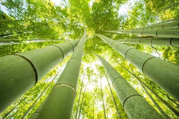 Bambu Ormanı'nın düşük açılı görünüş — Stok fotoğraf