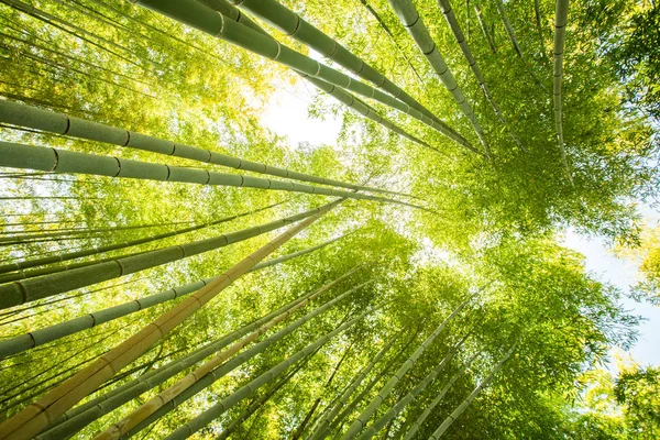 Bambu Ormanı'nın düşük açılı görünüş — Stok fotoğraf