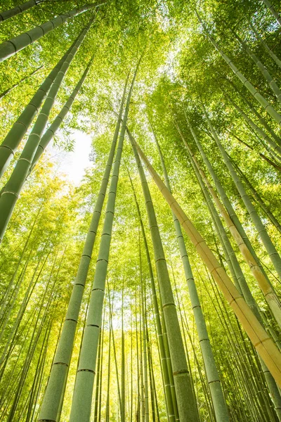 Низкоугол обзора бамбуковых лесов — стоковое фото