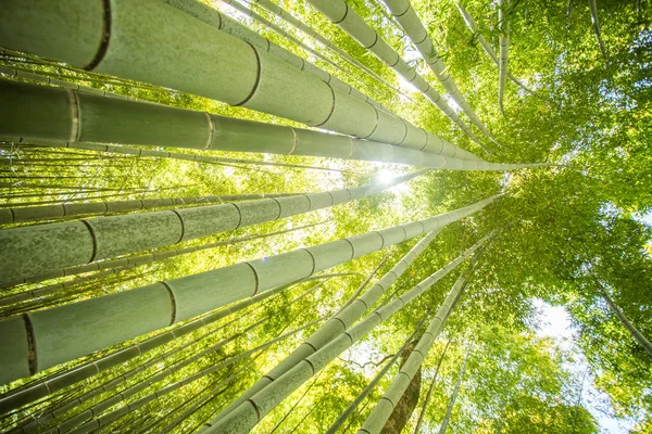 Низкоугол обзора бамбуковых лесов — стоковое фото