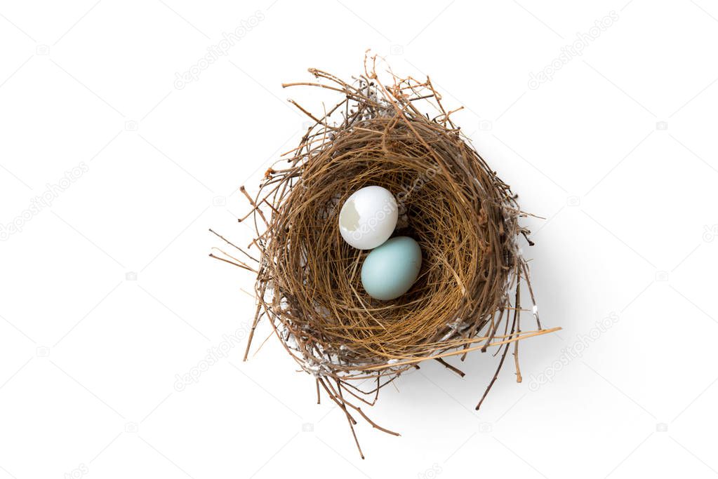 broken eggs in bird nest