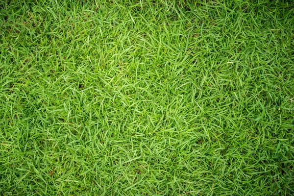 Green grass texture — Stock Photo, Image