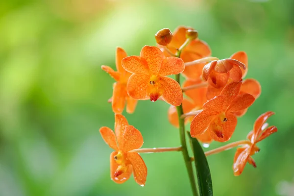 Fiore arancione del Orchid — Foto Stock