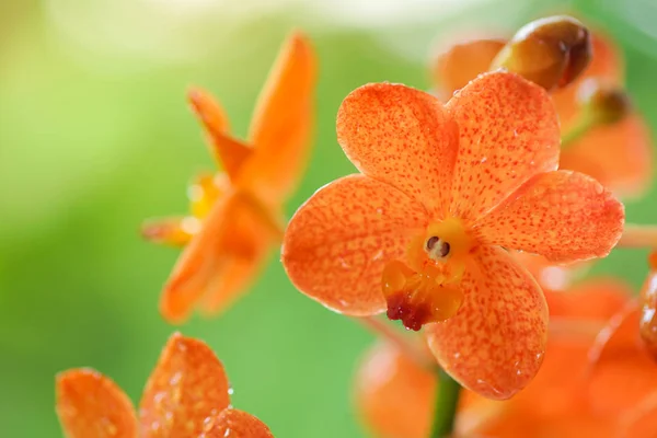 Orange orchid flower — Stock Photo, Image