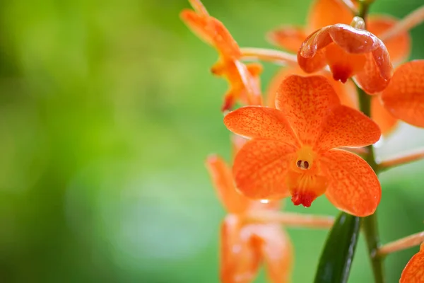 Orange orchid flower — Stock Photo, Image