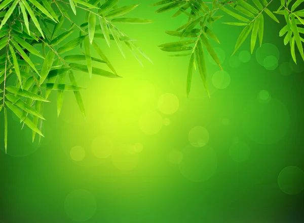 Bambu blad med abstrakt grön bokeh — Stockfoto