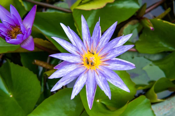 Paarse water lily — Stockfoto