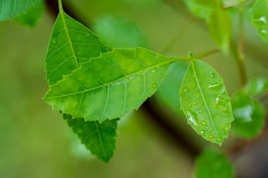 Brezilya biber ağacı