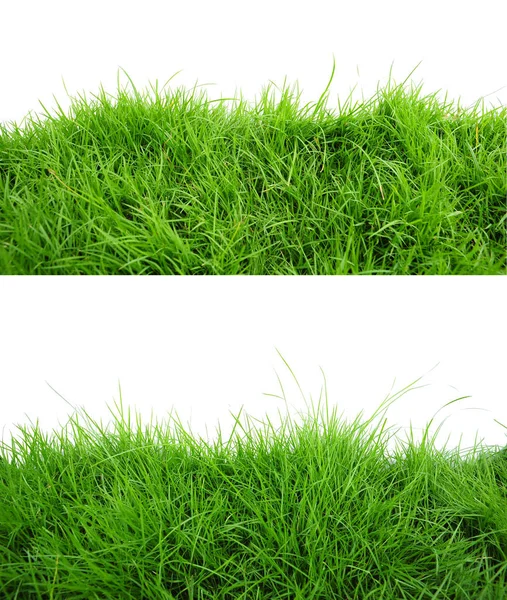 Groen gras op witte achtergrond — Stockfoto