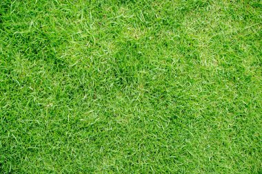 yeşil çim dokusu