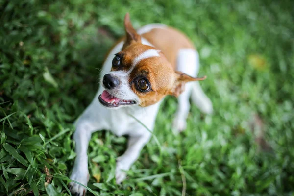 Chihuahua dog sitting — Stock Photo, Image