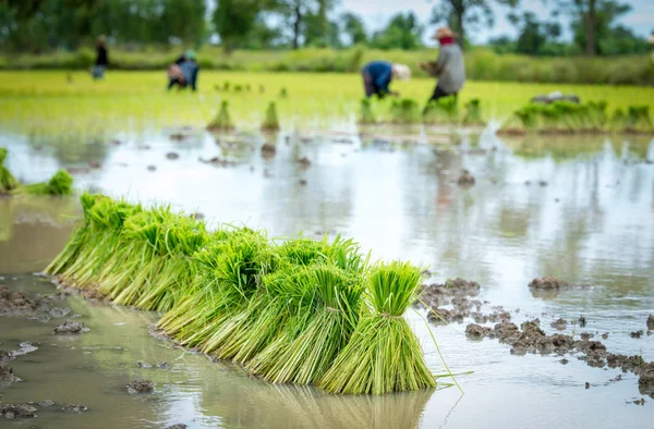 Farmer plantation de riz — Photo