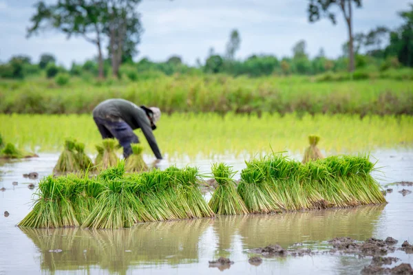 Farmer plantation de riz — Photo