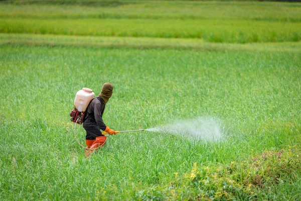 Farmer spraying insecticides in rice farm — Stock Photo, Image