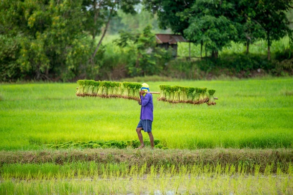 Farmers bearing the seedlings in rice field — Stock Photo, Image