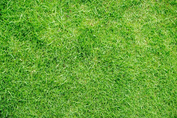 Green grass texture — Stock Photo, Image