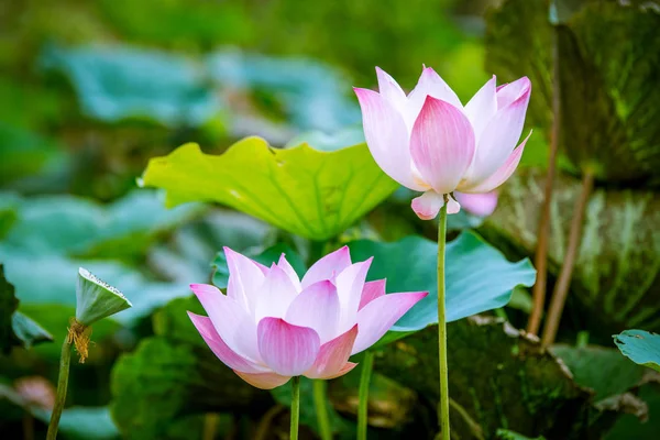 Lotus flower blooming — Stock Photo, Image