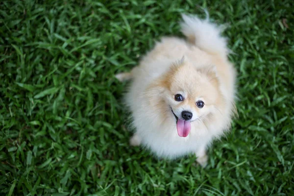 Pomeranian hund sällskapsdjur sittande — Stockfoto