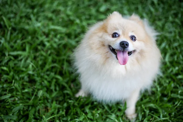 Pomeranian hund sällskapsdjur sittande — Stockfoto