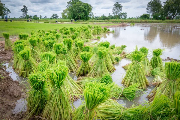 Sazenice rýže neloupaná farmě — Stock fotografie