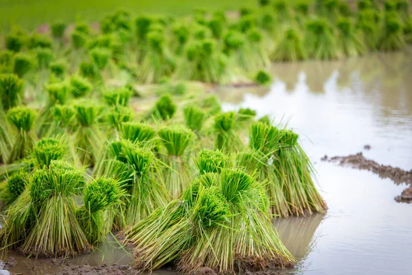Pirinç fide paddy gruptaki — Stok fotoğraf