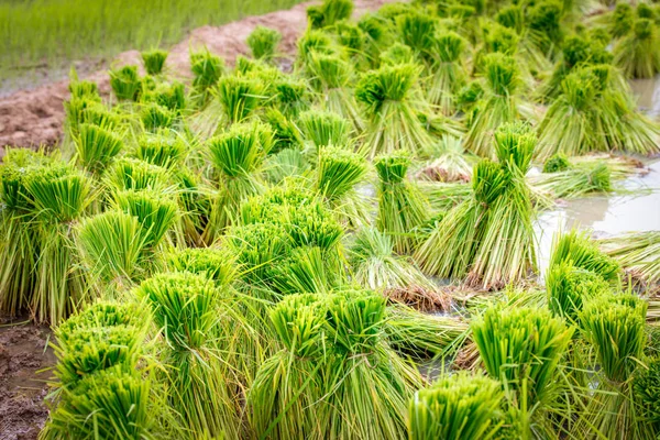 Plântulas de arroz na fazenda paddy — Fotografia de Stock