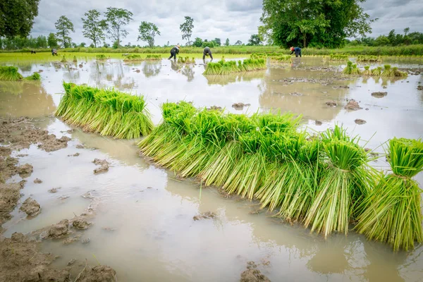 Piantina di riso in paddy farm — Foto Stock