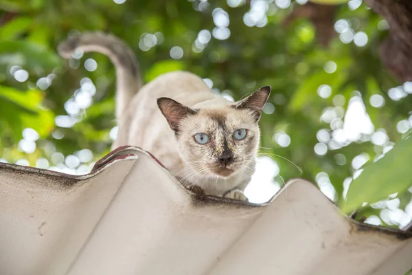 Cat on the roof — Stock Photo, Image