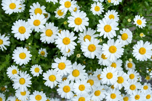 Hermosas margaritas en el jardín — Foto de Stock