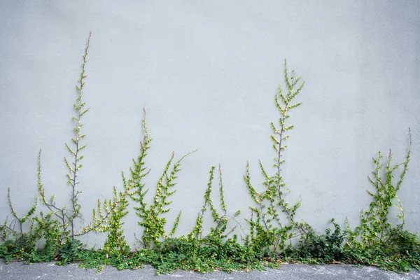 Ivy sur le mur — Photo