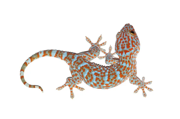Gecko izolované na bílém s ořezovou cestou — Stock fotografie