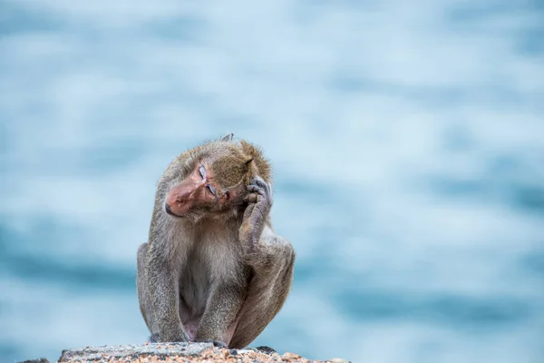 Affe kratzt Kopf, sitzt auf dem Sand mit Meereshintergrund — Stockfoto