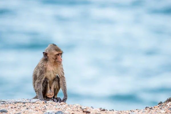 Мавпа сидить на піску з морським фоном — стокове фото