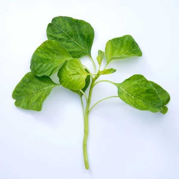 Fresh spinach isolated on white background — Stock Photo, Image