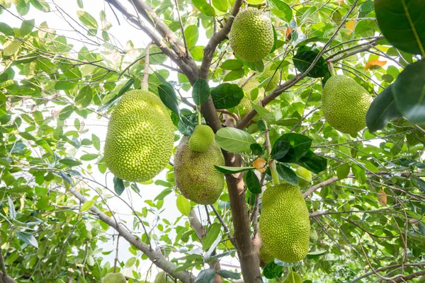 Jackfruit 나무에 많이 — 스톡 사진