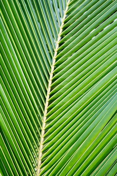 Palm coconut leaves — Stock Photo, Image