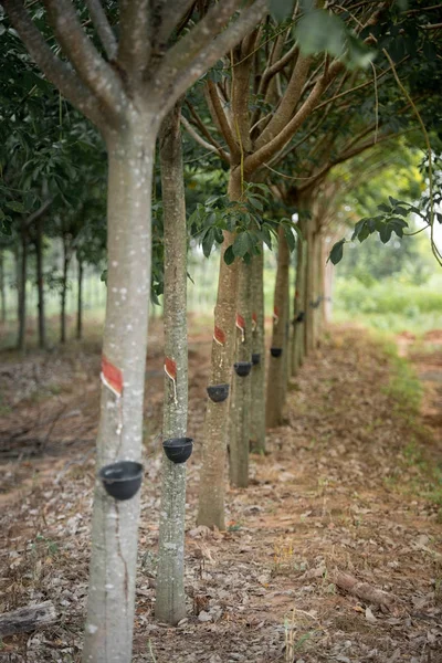 ゴム製木のプランテーション — ストック写真
