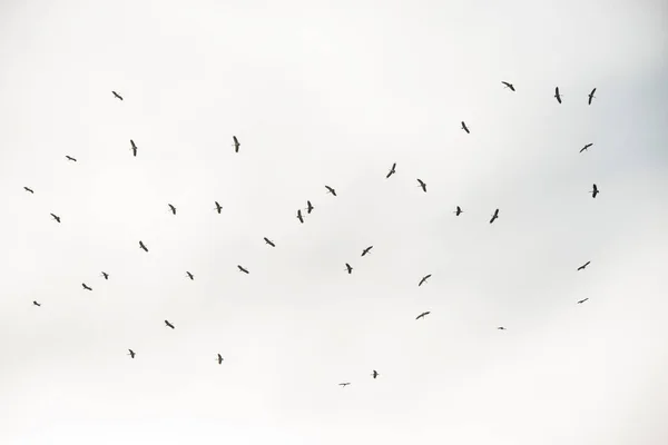 Flocks of birds flying in the sky — Stock Photo, Image