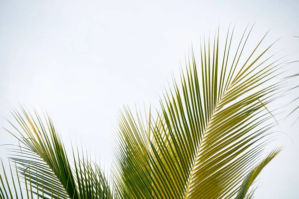 Palm leaf on white background — Stock Photo, Image