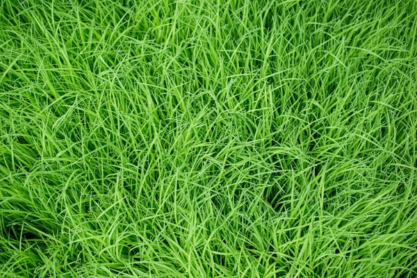 Herbe verte avec gouttes d'eau — Photo