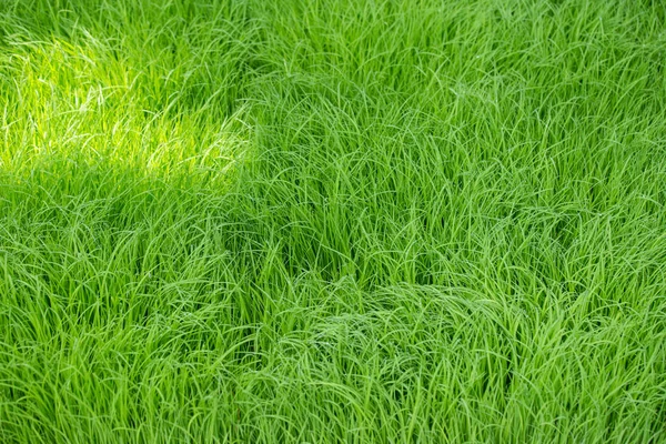 Grama verde com gotas de água — Fotografia de Stock