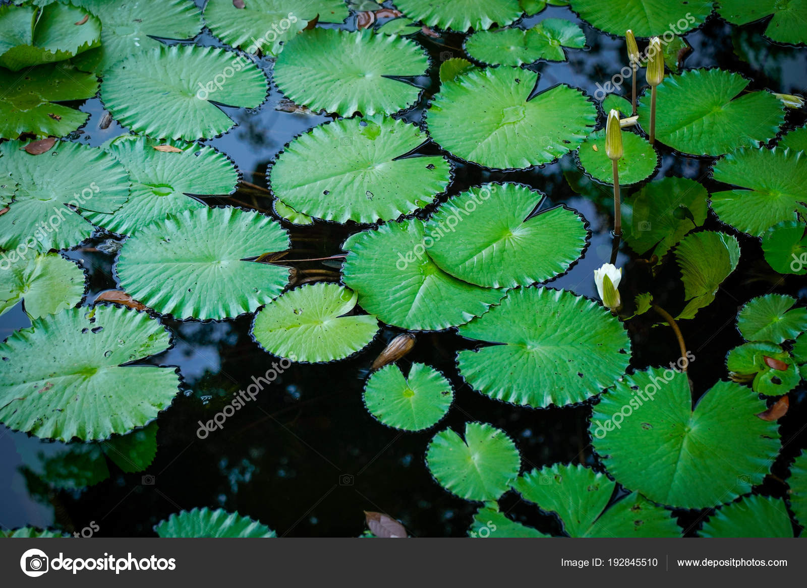 Green lotus leaf with white lotus bud Stock Photo by antpkr 192845510